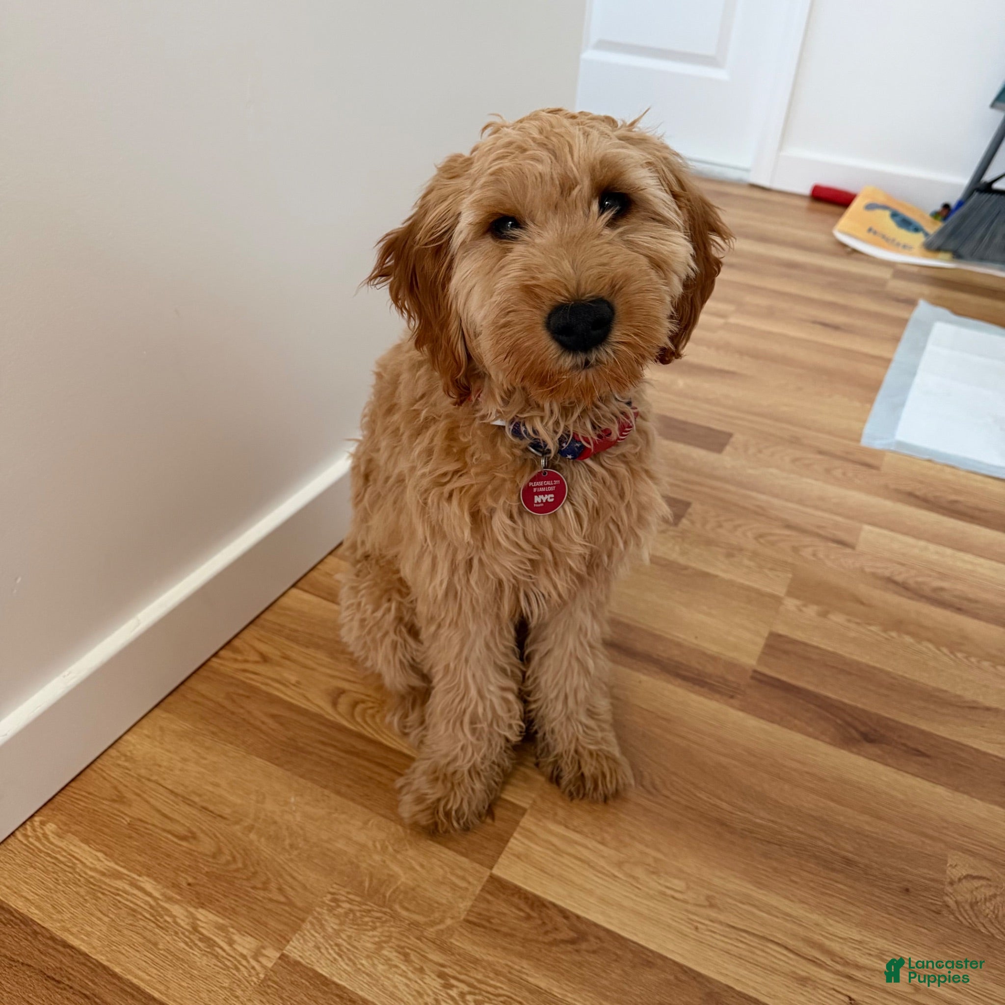 Goldendoodle dogs Max - Ad 28