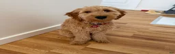 Goldendoodle dogs for sale: Max - Ad 1