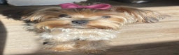 Yorkshire Terrier dogs for sale: Lucy - Ad 4