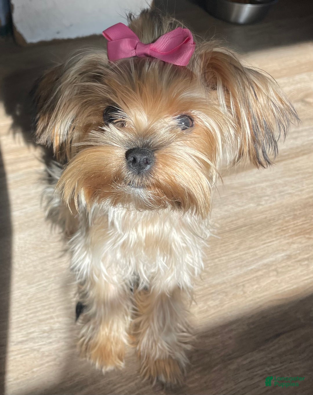 Yorkshire Terrier dogs for sale: Lucy - Ad 4