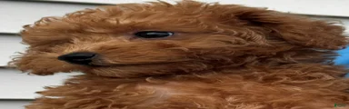 Finn