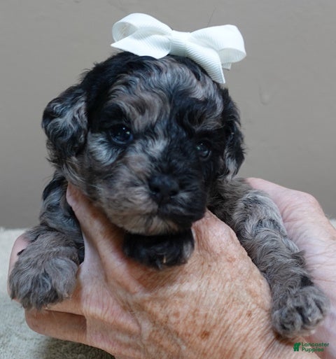 Toy Poodle dogs Mirlo - Ad 10