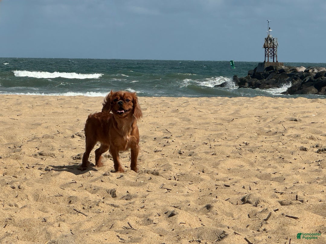 Cavalier King Charles Spaniel dogs for sale: Havana - Ad 2