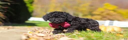 Cavapoo dogs for sale: Quinn - Ad 6