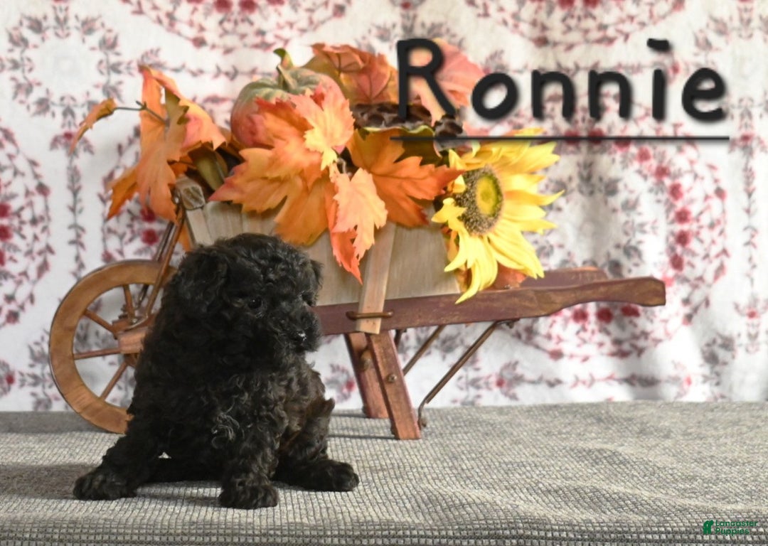 Toy Poodle dogs for sale: Ronnie - Ad 2