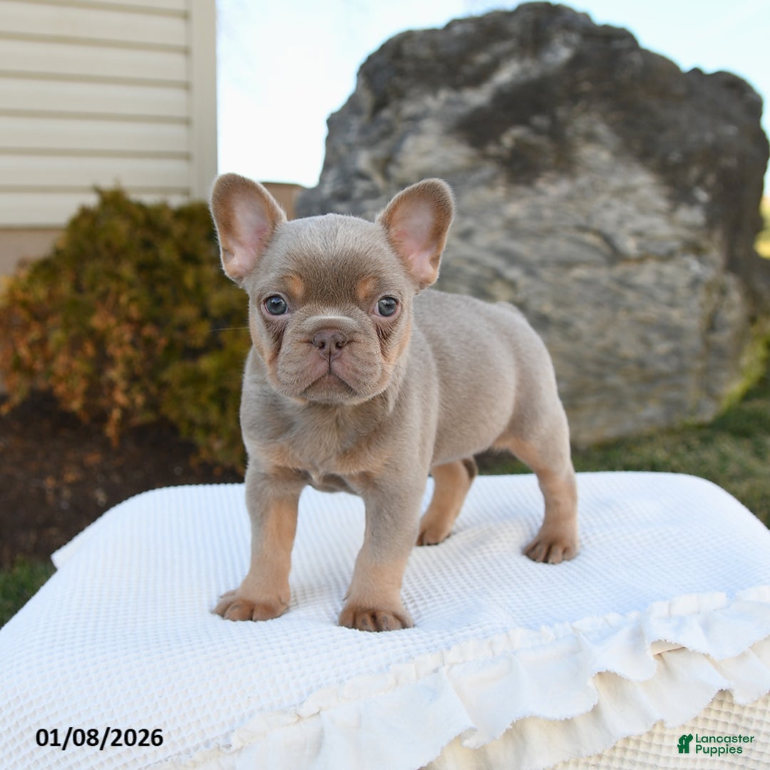 French Bulldog dogs for sale: Ivy - Ad 5