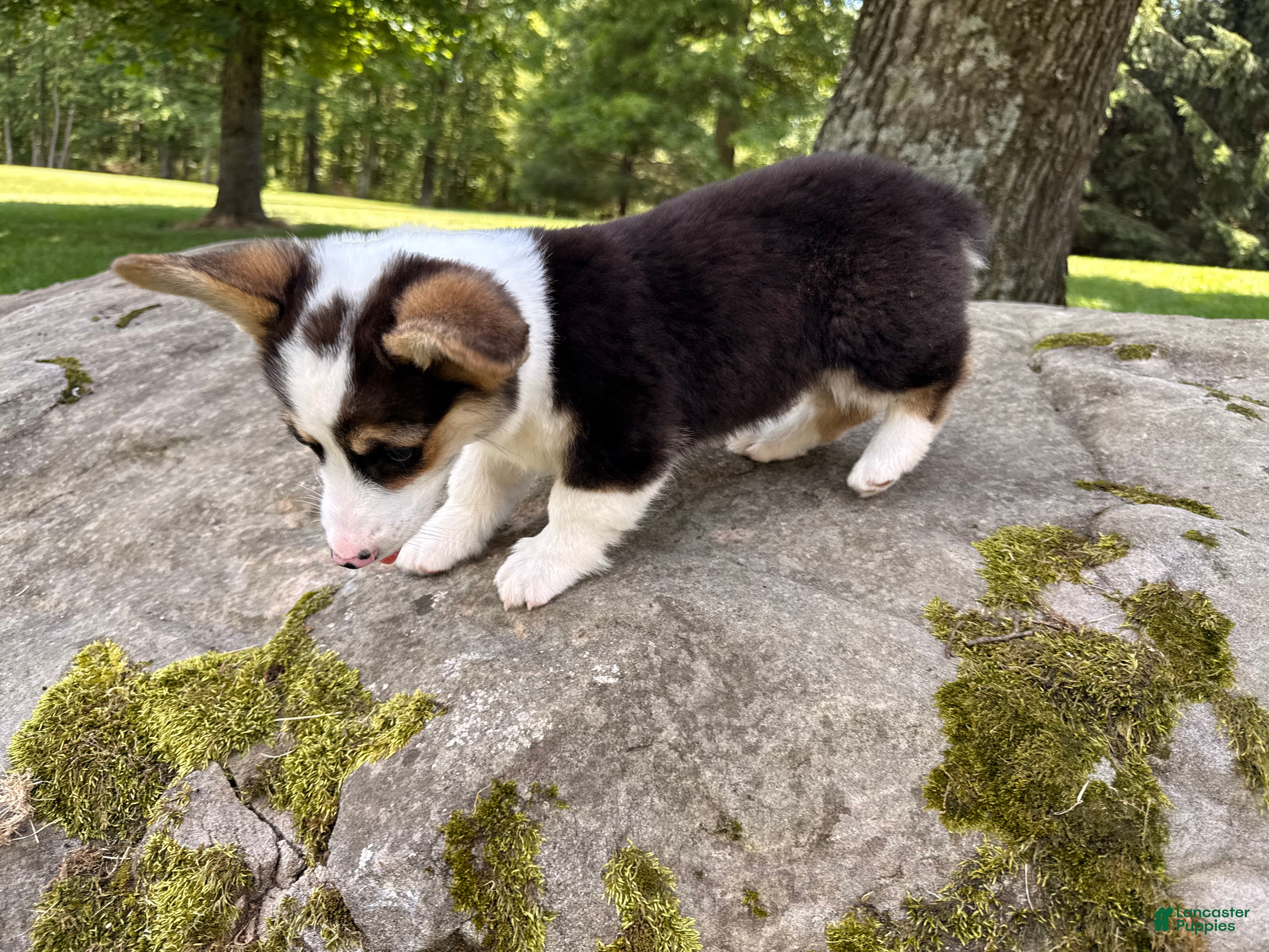 Welsh Corgi Pembroke dogs CLARK - Ad 1