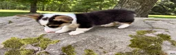 Welsh Corgi Pembroke dogs for sale: CLARK - Ad 1