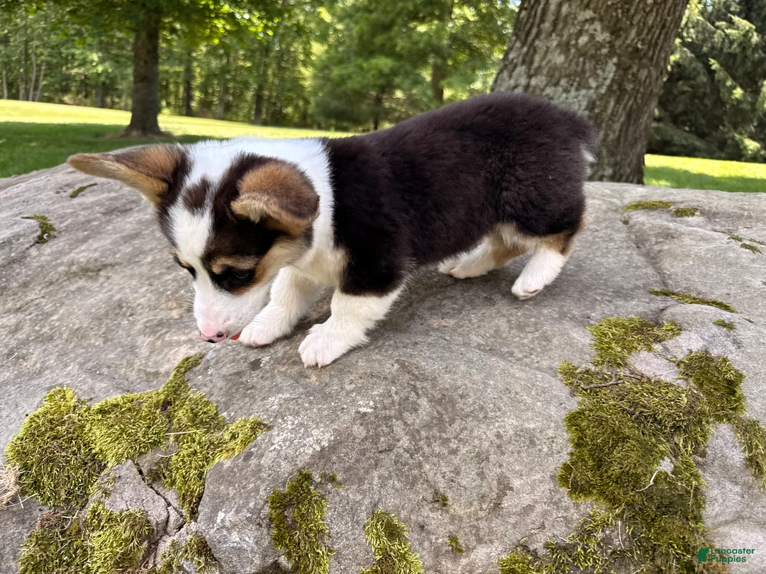 Welsh Corgi Pembroke dogs for sale: CLARK - Ad 1