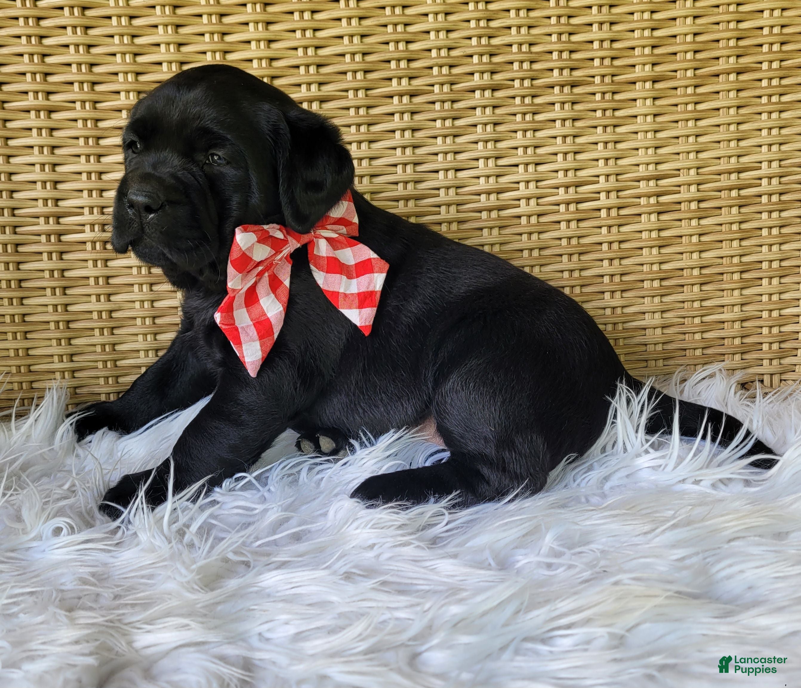 Labrador Retriever dogs Sarayah - Ad 2