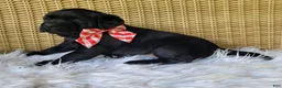 Labrador Retriever dogs for sale: Sarayah - Ad 2