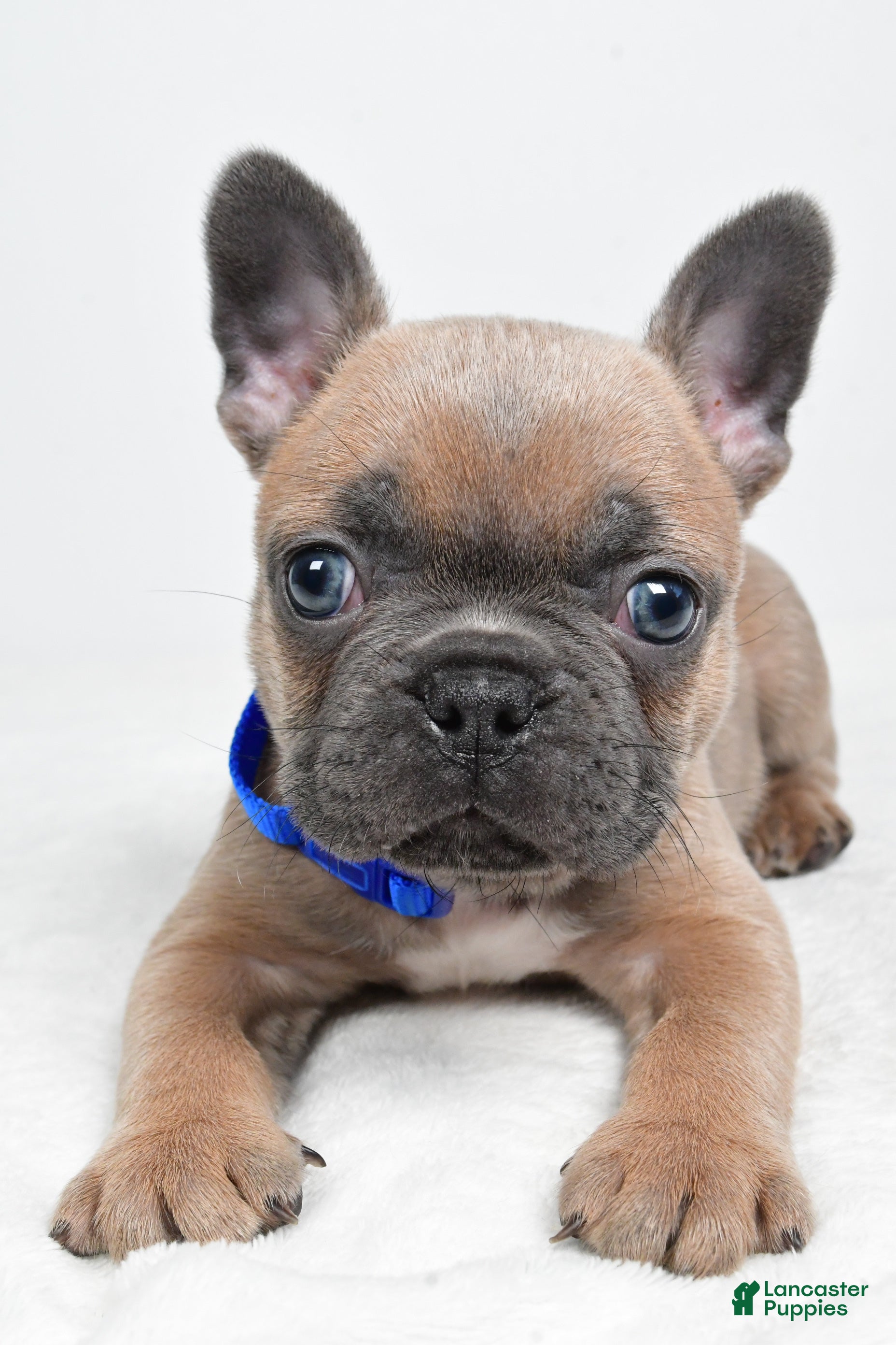 Frenchton dogs Kevin - Ad 1