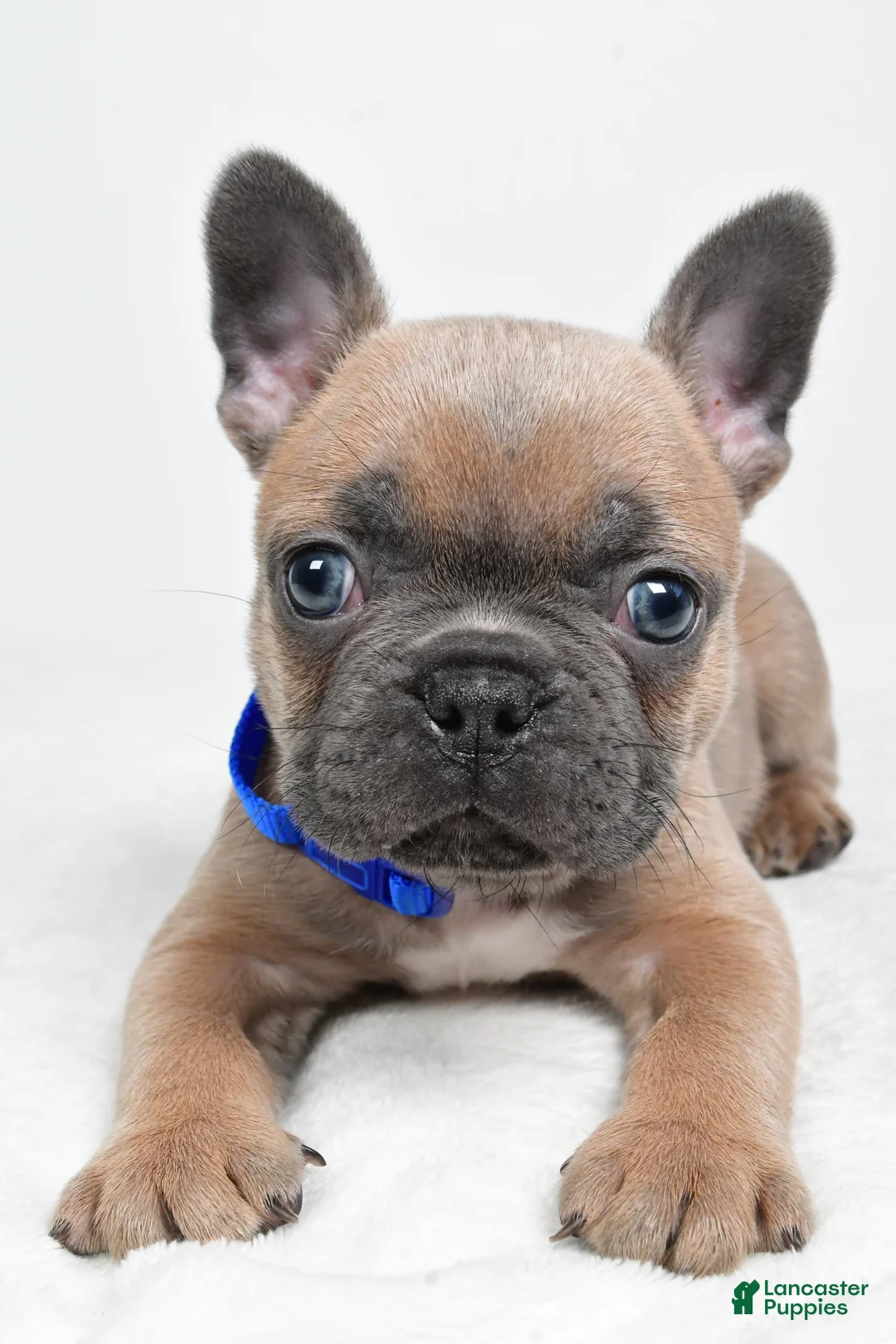 Frenchton dogs for sale: Kevin - Ad 1