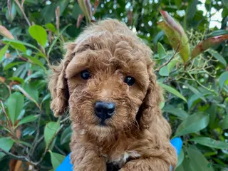Cockapoo dogs for sale: Lucy female - Ad 1