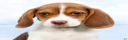 Beagle dogs for sale: Grady - Ad 5