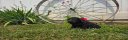 Labrador Retriever dogs for sale: Daisy - Ad 1