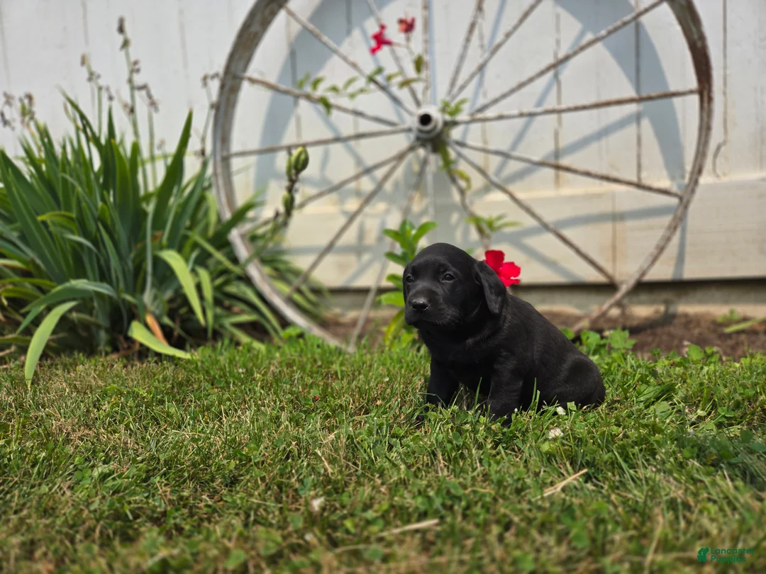 Labrador Retriever dogs for sale: Daisy - Ad 1