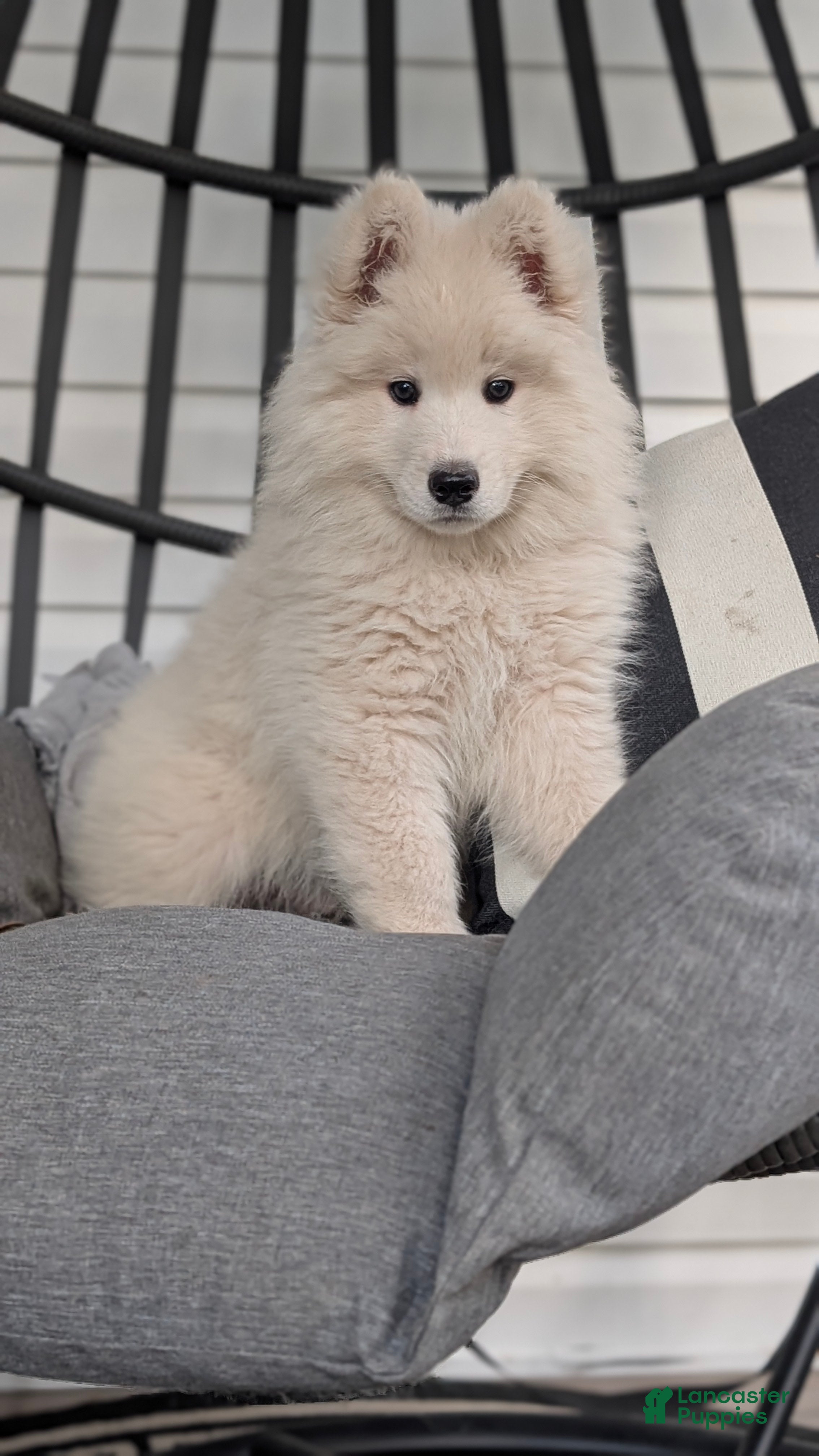 Samoyed dogs Benson  - Ad 1