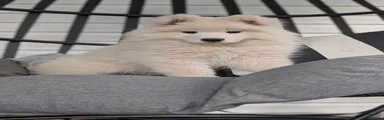 Benson 