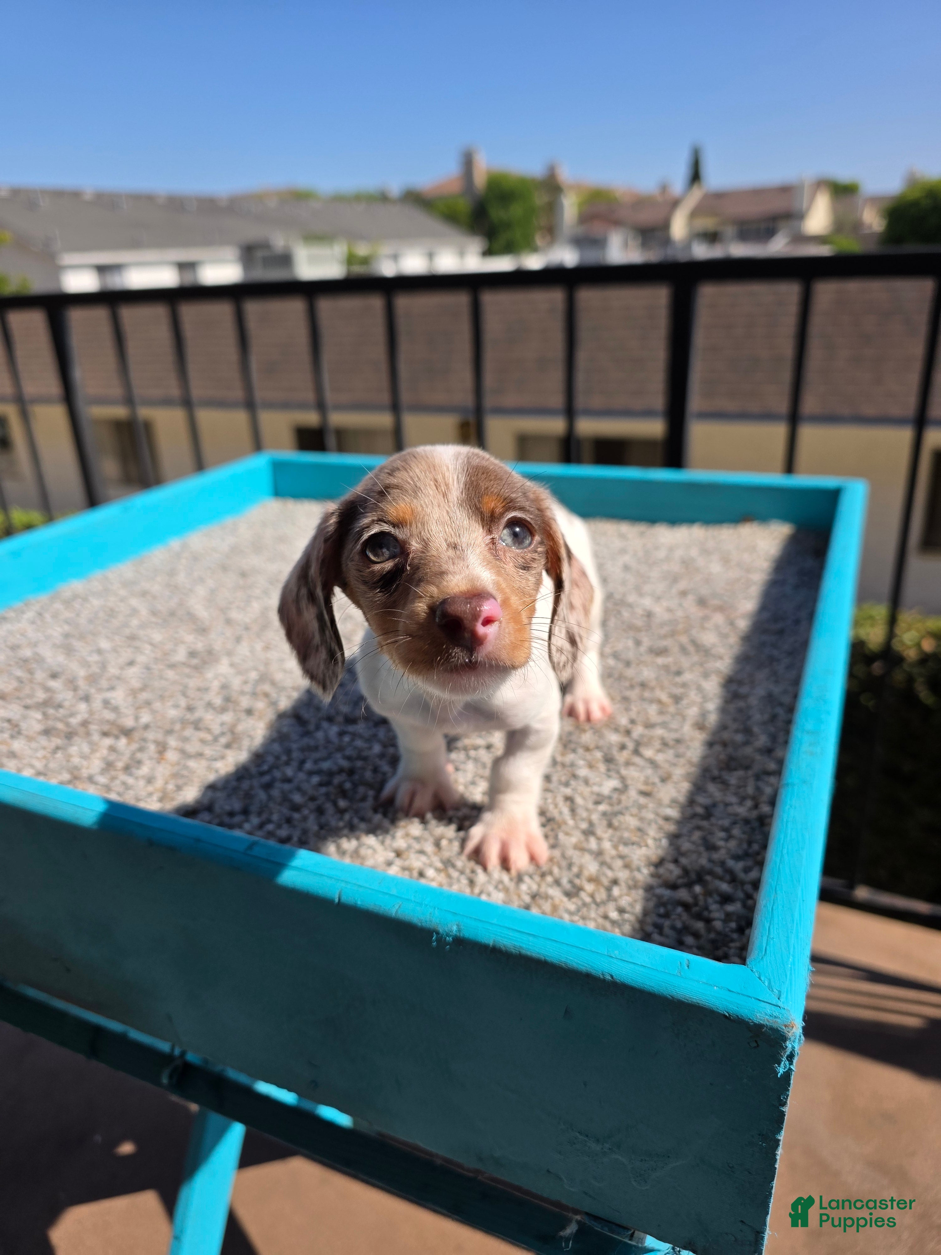 Miniature Dachshund dogs Rosalina - Ad 1