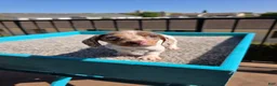 Miniature Dachshund dogs for sale: Rosalina - Ad 1