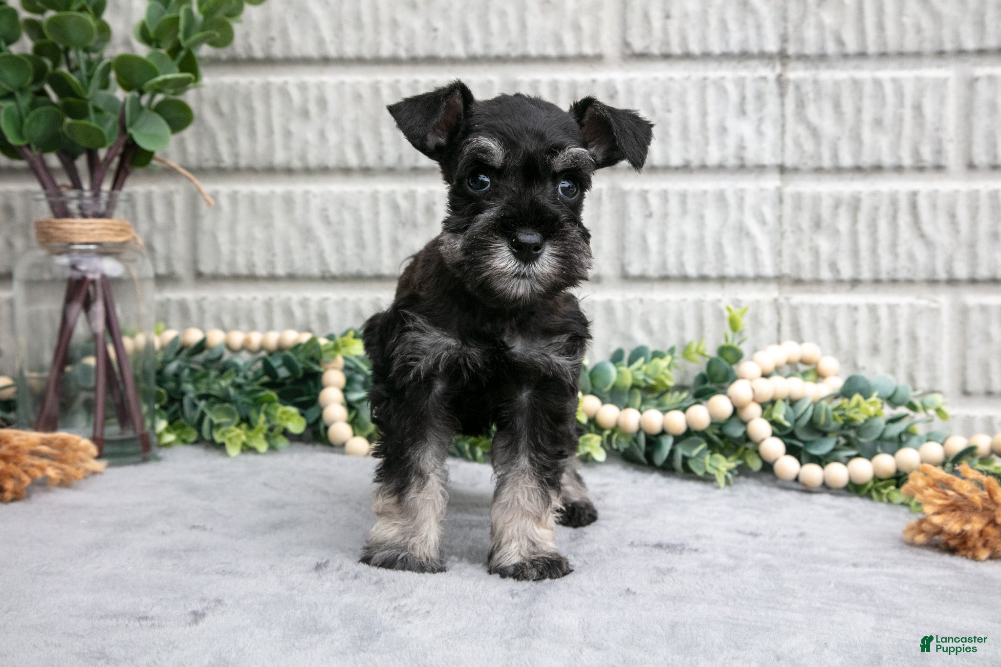 Miniature Schnauzer dogs Dixie - Ad 2