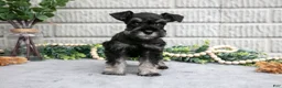 Miniature Schnauzer dogs for sale: Dixie - Ad 2
