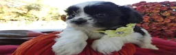 Shih Tzu dogs for sale: Shih Tzu 3 Leon - Ad 4