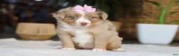 Australian Shepherd dogs for sale: Juniper - Ad 3