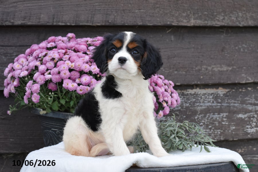 Cavalier King Charles Spaniel dogs Hazel - Ad 1