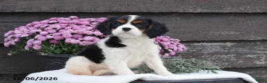 Hazel