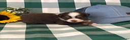 Toy Australian Shepherd dogs for sale: Ace - Ad 3