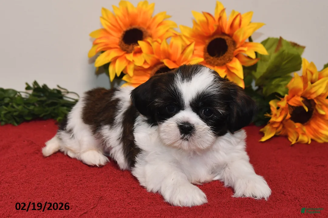Shih Tzu dogs for sale: Ariel - Ad 4
