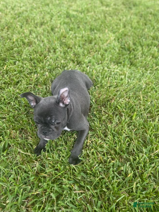 French Bulldog dogs Purple Collar - Ad 2