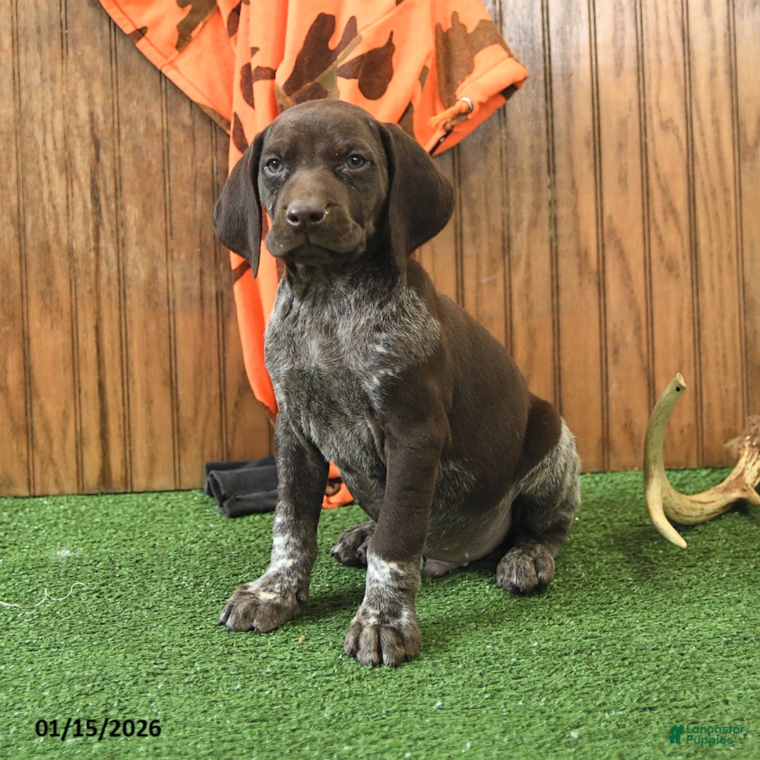 German Shorthaired Pointer dogs for sale: Celebrity - Ad 2