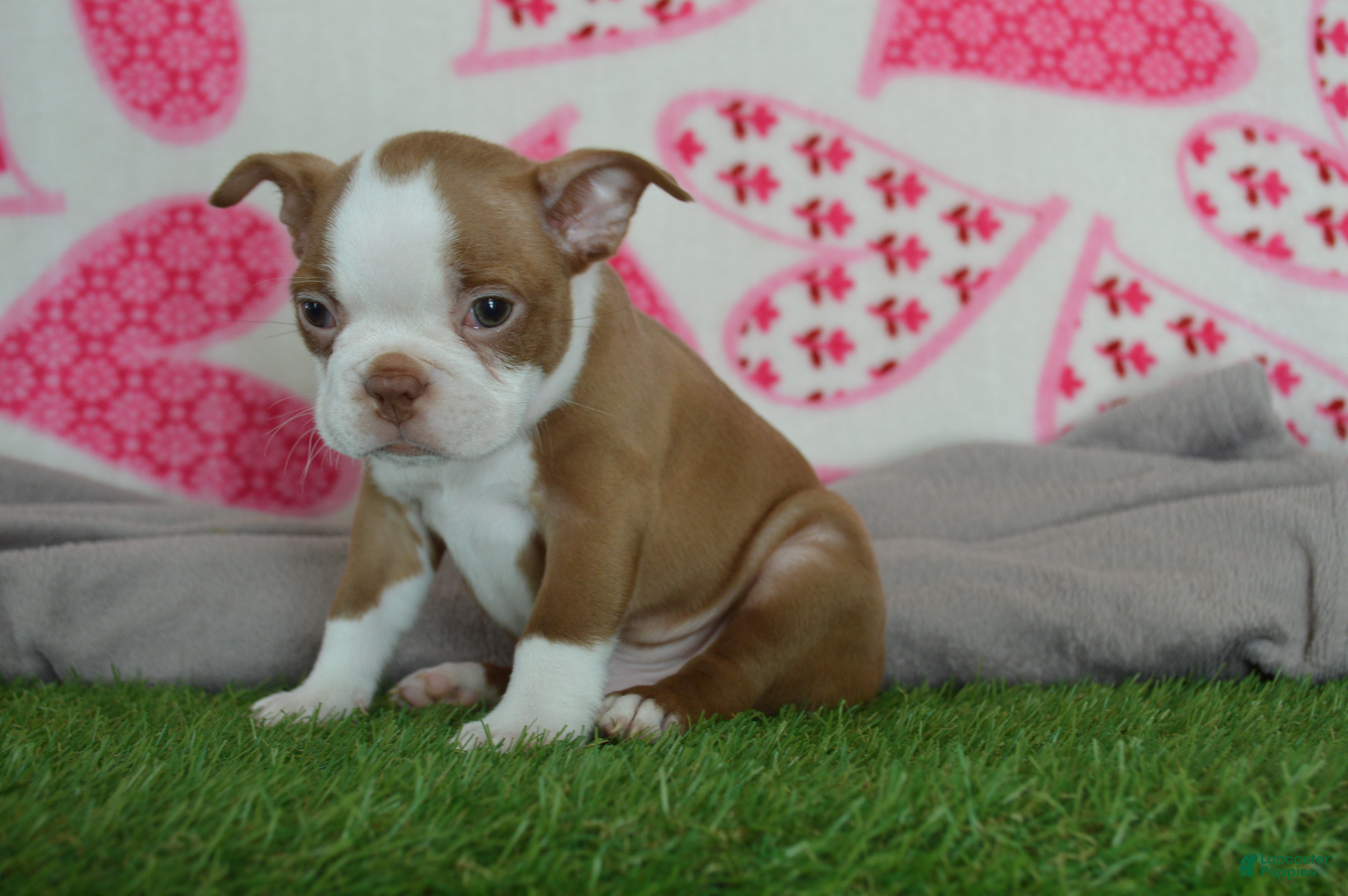 Boston Terrier dogs Timmy - Ad 6