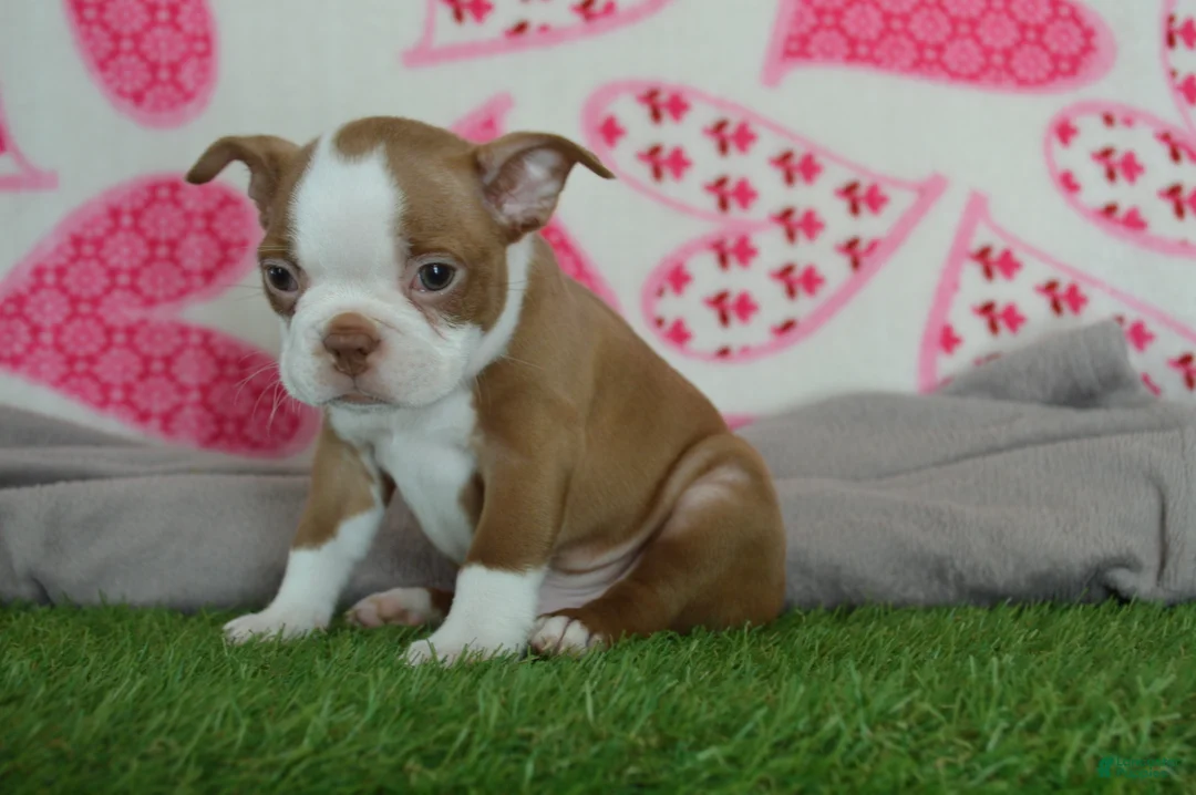 Boston Terrier dogs for sale: Timmy - Ad 1