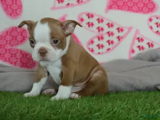 Boston Terrier dogs Timmy - Ad 6