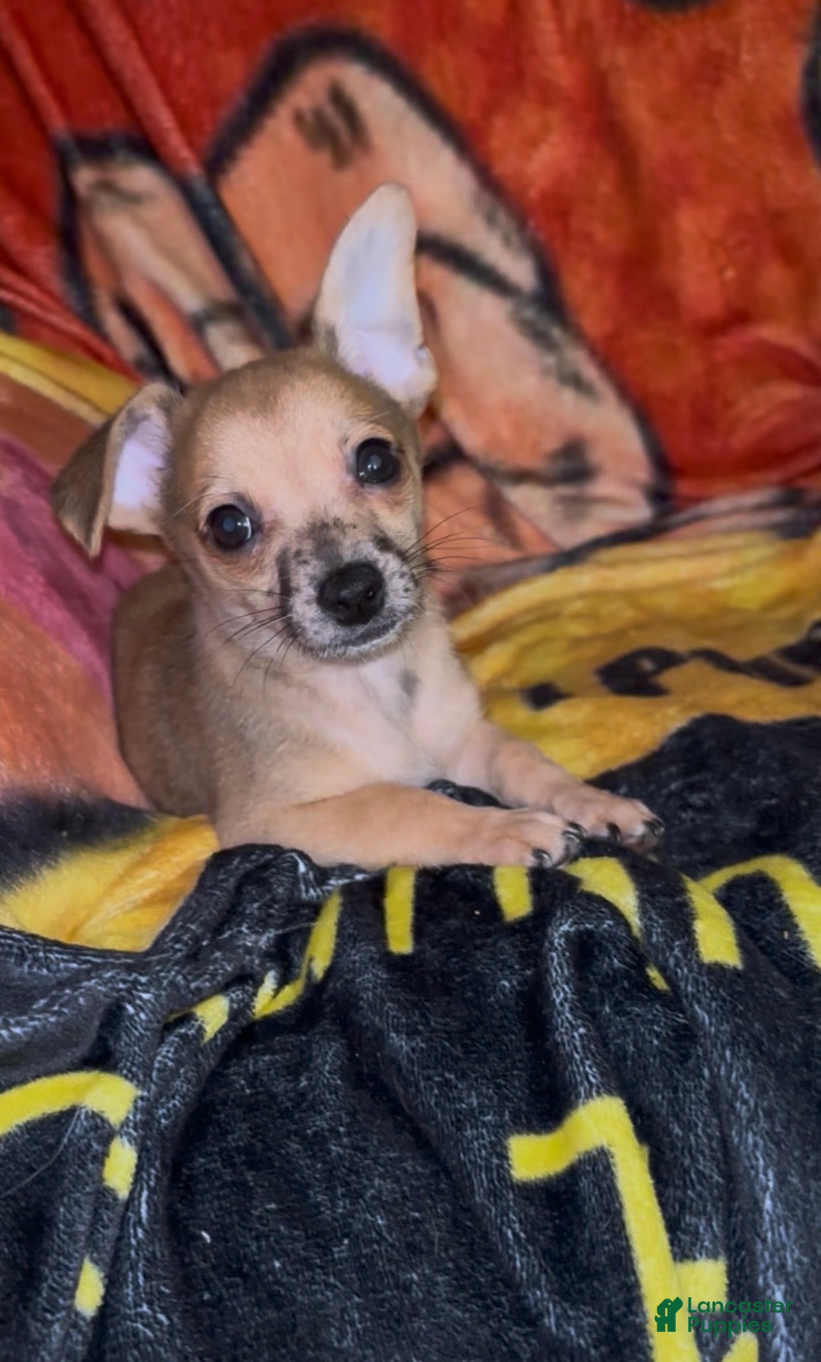 Chiweenie dogs Hairy Paw-ter - Ad 2