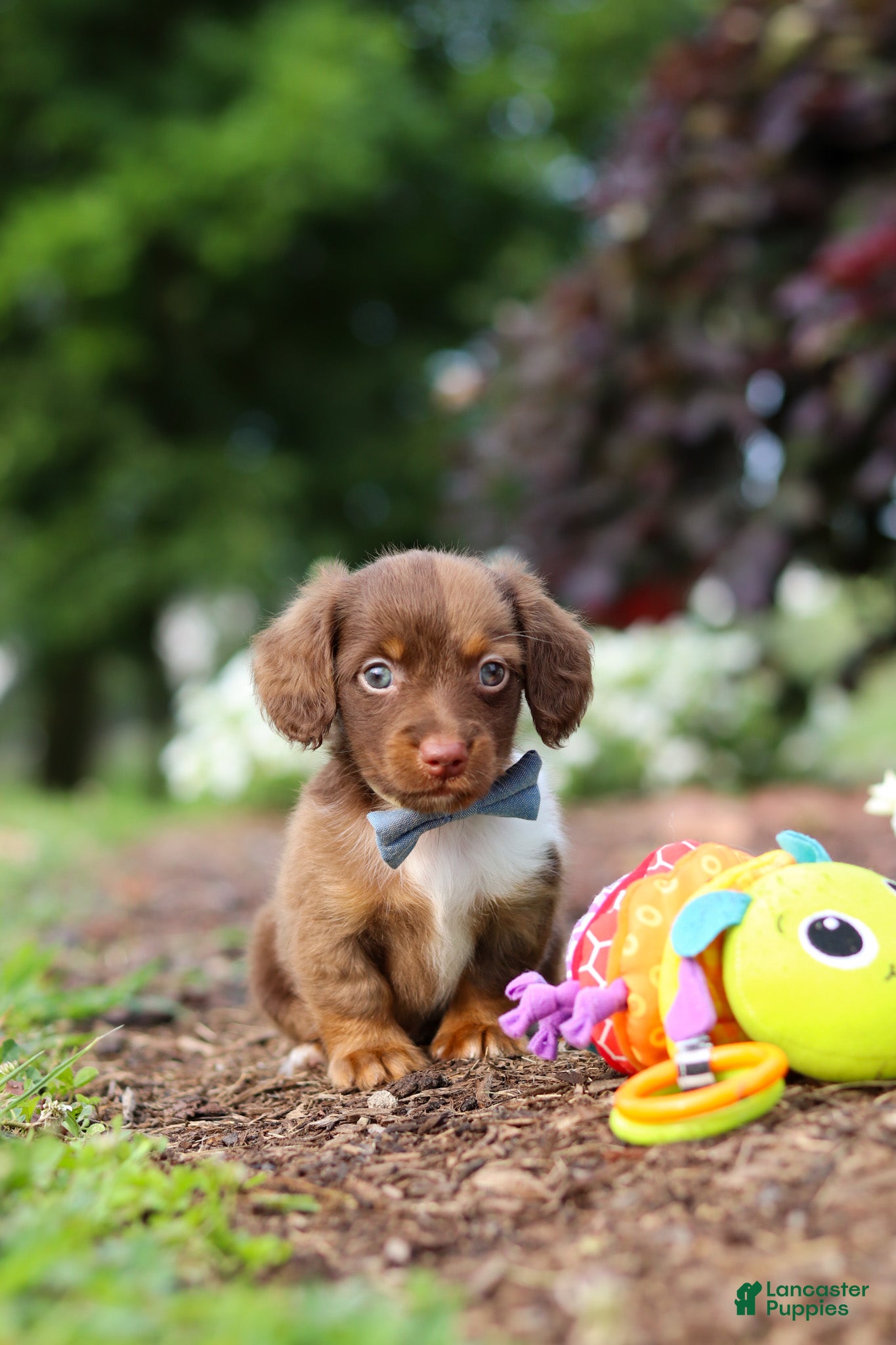 Miniature Dachshund dogs Murphey - Ad 2