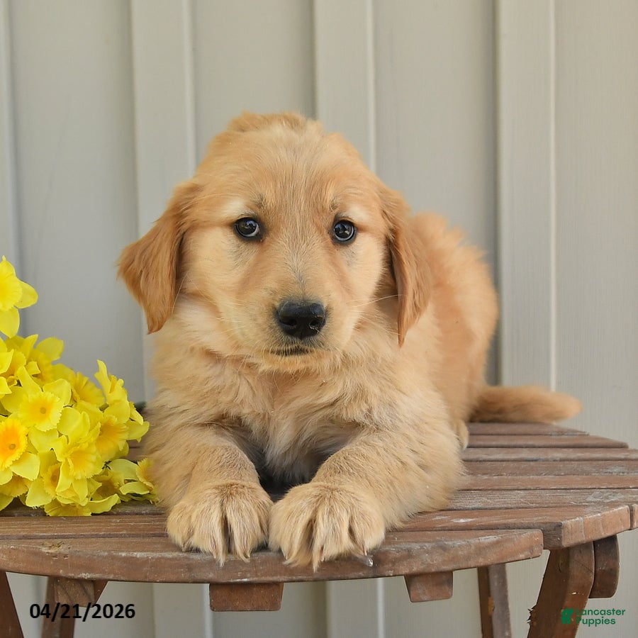 Golden Retriever dogs Nala - Ad 2