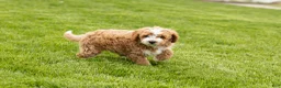 Mini Goldendoodle dogs for sale: Tucker  - Ad 3