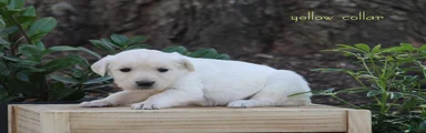 Golden Retriever Yellow Collar