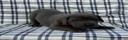 Cane Corso dogs for sale: Cane Corso Red Collar - Ad 3