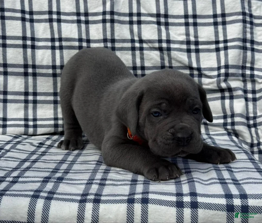 Cane Corso dogs for sale: Cane Corso Red Collar - Ad 3