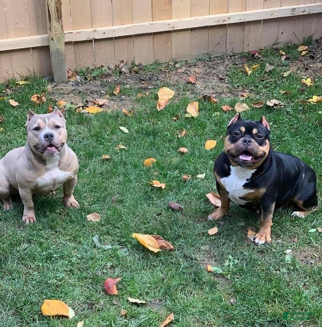 Gallery Image {{count}}