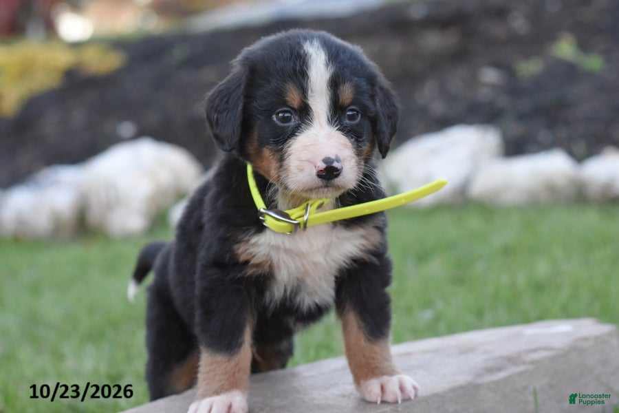 Bernese Mountain Dog dogs for sale: Bronx - Ad 2