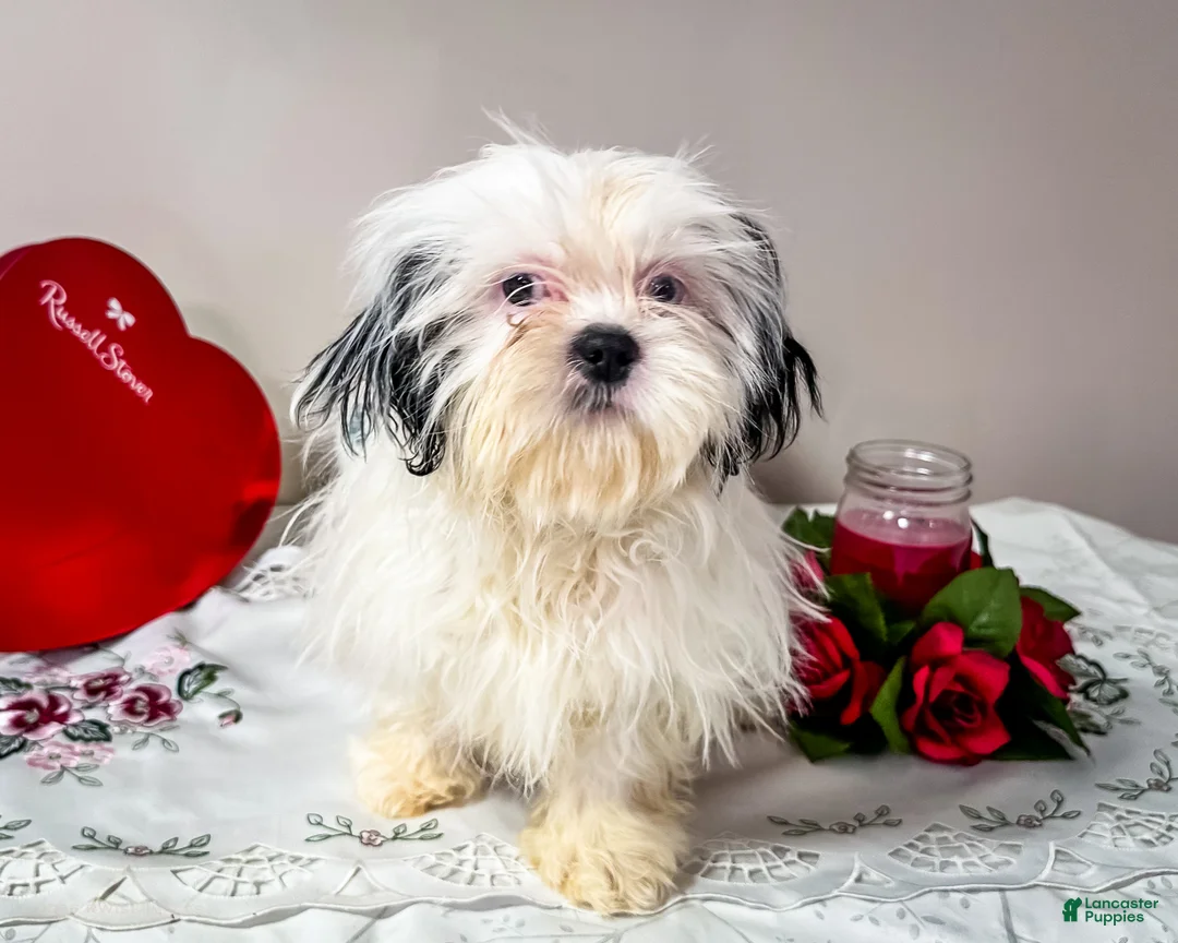 Shih Tzu dogs for sale: Lanetta - Ad 1