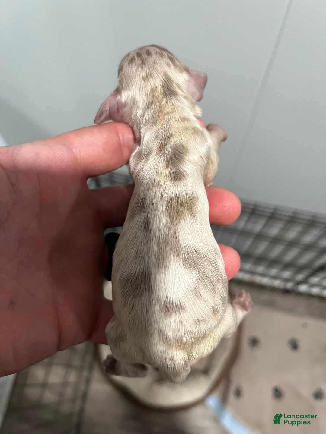 Miniature Dachshund dogs for sale: Miniature spot girl - Ad 1