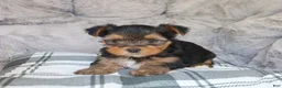 Yorkshire Terrier dogs for sale: Maggie - Ad 6